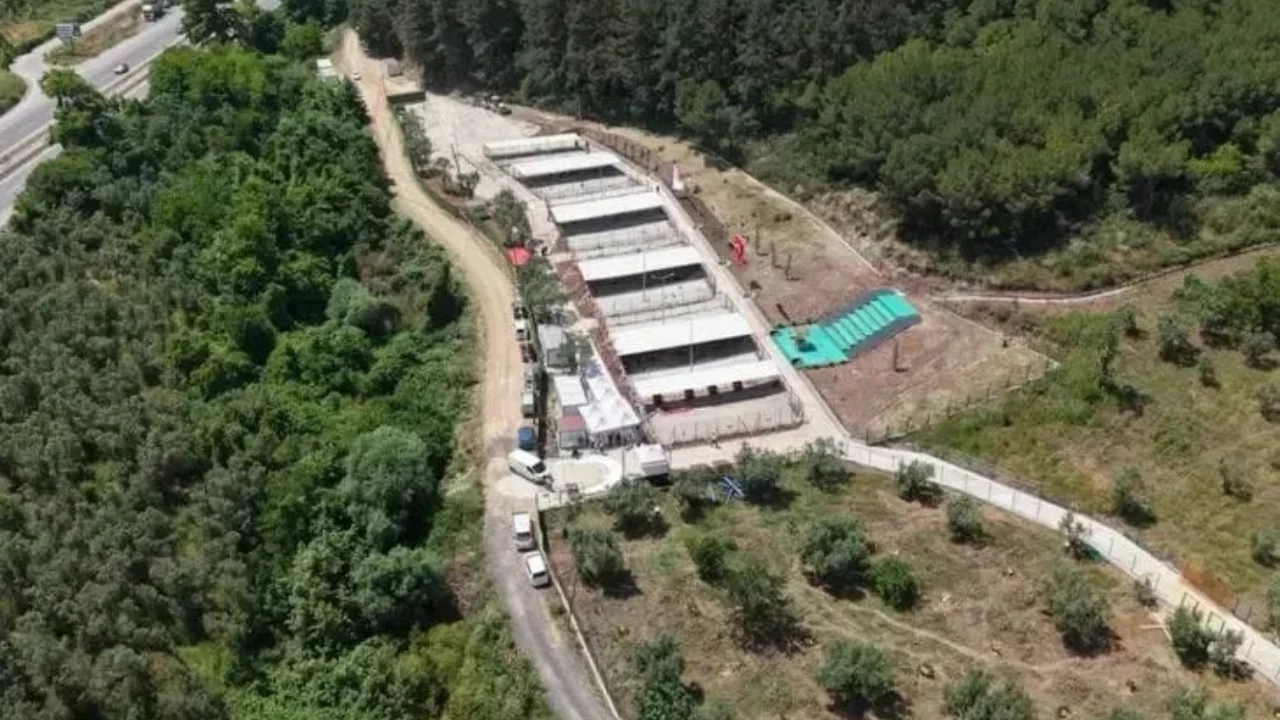 Bursa'da hayvan bakımevi iddiaları tartışılıyor! "Kesinlikle doğru değil"
