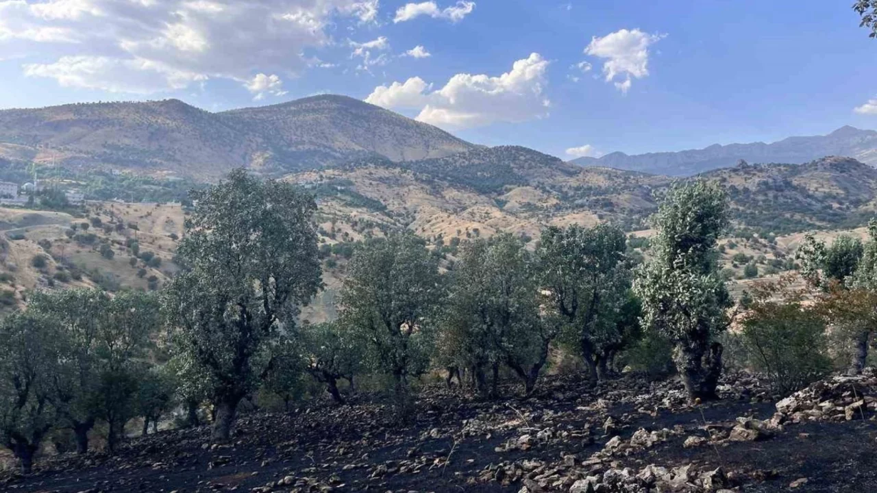 Siirt'te yangınlarla mücadele sürüyor