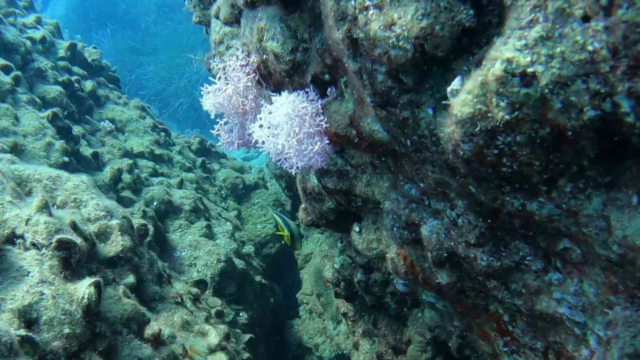 Manavgat'ta kelebek balığı görüntülendi