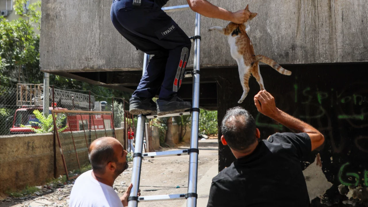 Yangından ka&ccedil;arken fileye takıldı: Kedinin imdadına itfaiye yetişti
