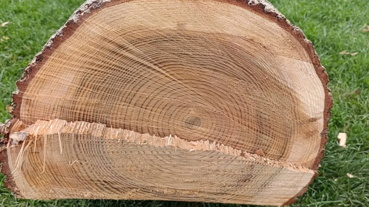 Bursa'da ağaç sarmalı! Kesilmeli miydi, kesilmemeli miydi?