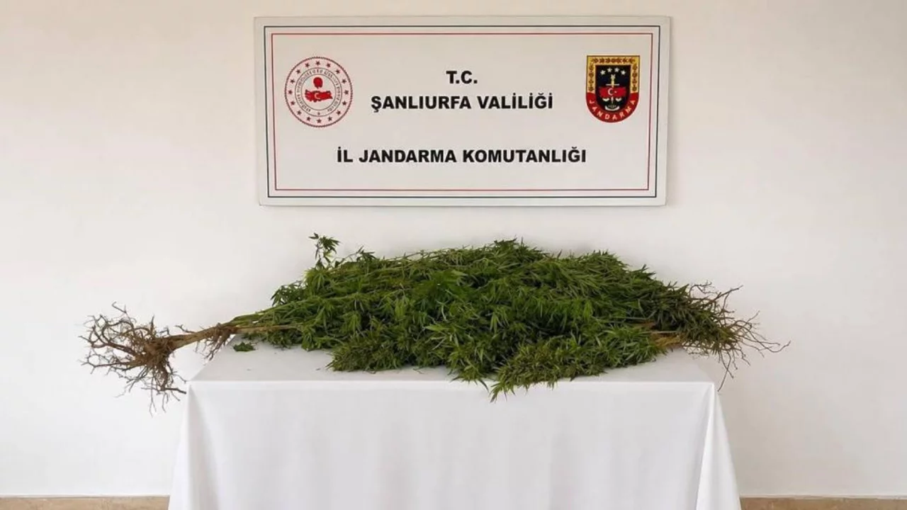 Şanlıurfa'da jandarmadan kenevir operasyonu: 1 gözaltı 