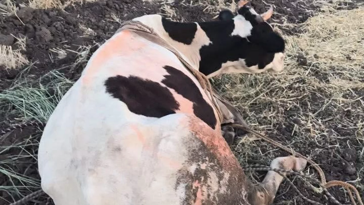 Bataklığa düşen büyükbaş hayvan kurtarıldı