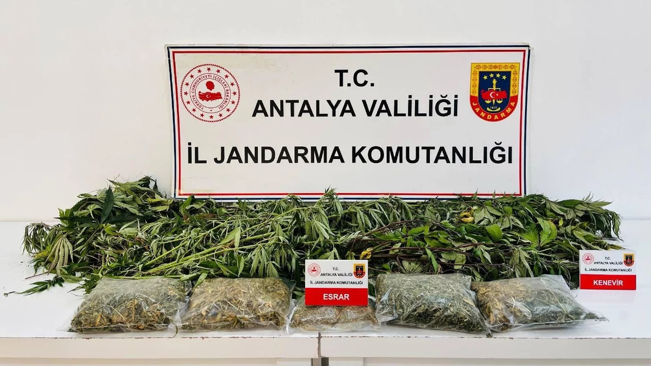Uyuşturucu operasyonunda 24 kök kenevir ve 2 kilo 642 gram esrar ele geçirildi