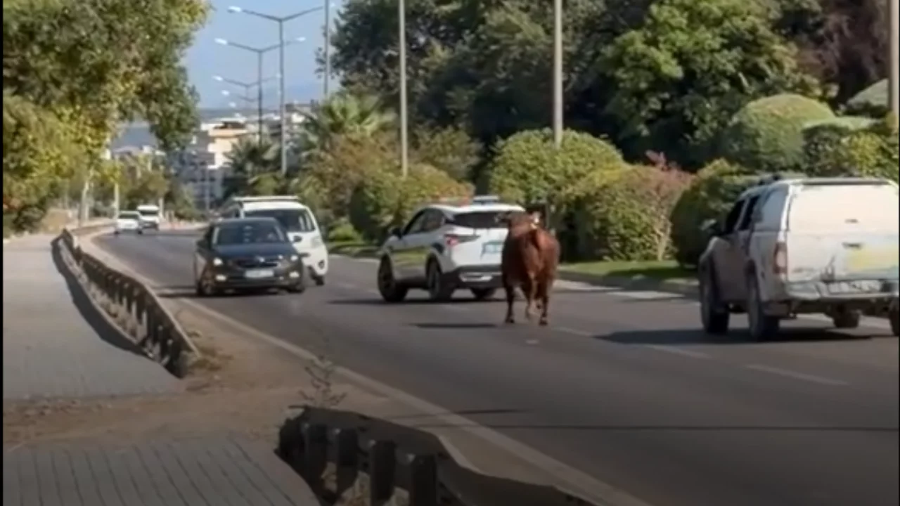 Bursa'da ka&ccedil;an danaya kep&ccedil;eli m&uuml;dahale: Telef oldu...