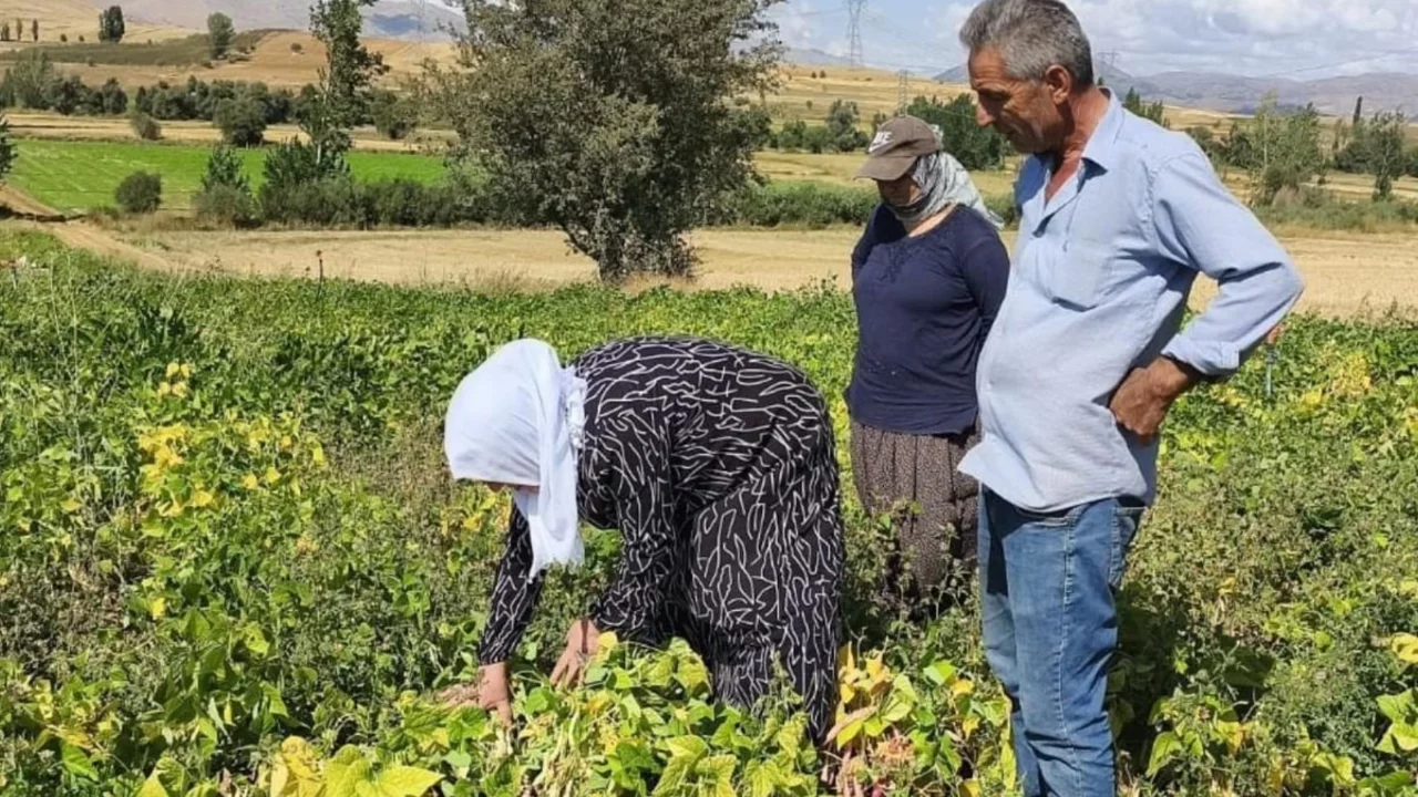 Coğrafi işaretli beyaz altın hasadı başladı: Bu lezzet servet değerinde