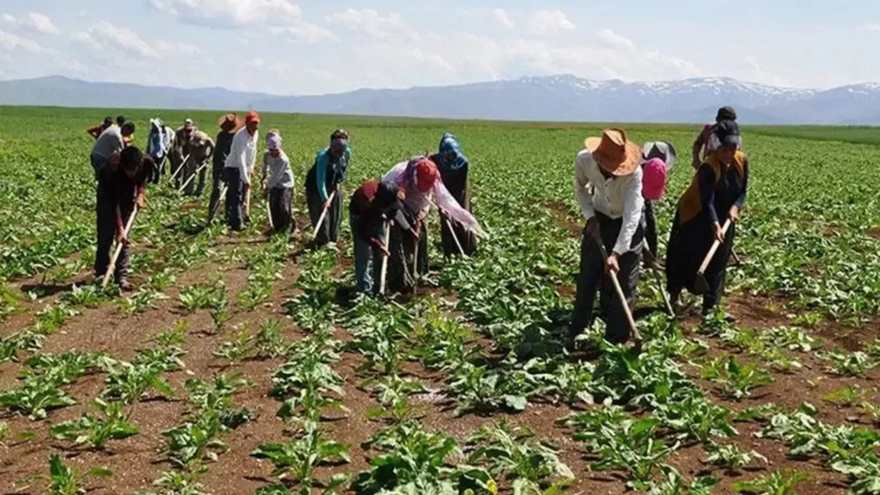 Bursa tarımında dikkat çeken tablo! Tarlalardaki iş gücü değişiyor...