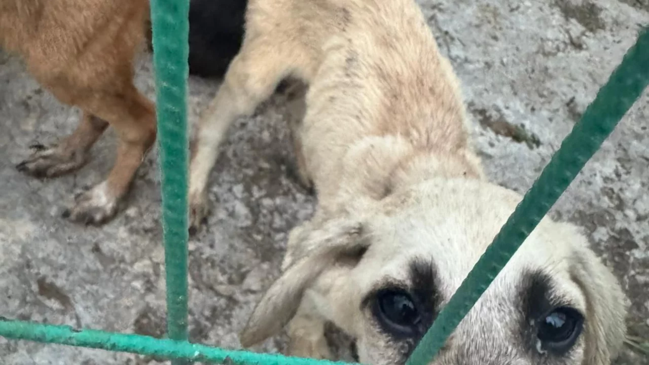 Gemlik'te Hayvan Barınağı Bilmecesi!&nbsp; "Başkan Gelin Diyor, Gönüllüler Kapıdan Dönüyor"