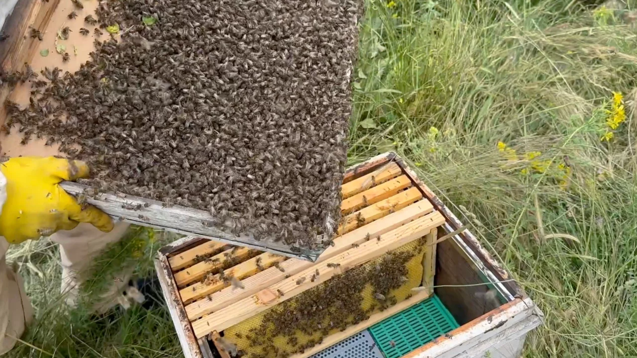 G&ouml;renler şaşkına d&ouml;nd&uuml;! Binlerce arı &ccedil;alılığı b&ouml;yle kapladı