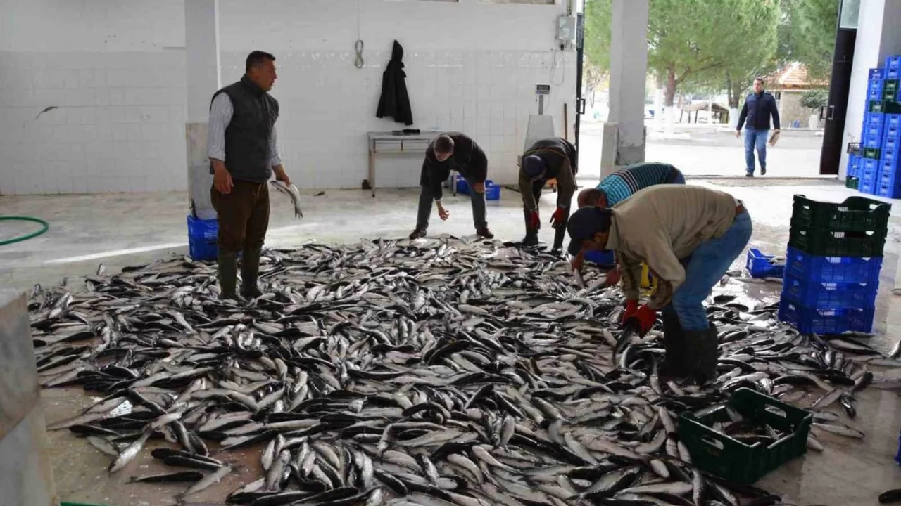 Muğla'nın ihracatında su &uuml;r&uuml;nleri, zeytin ve madencilik &ouml;ne &ccedil;ıkıyor