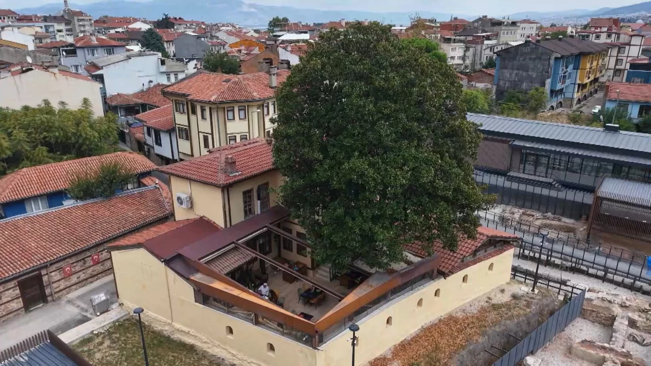 Bursa'da 300 yıllık ağacın sırrı!