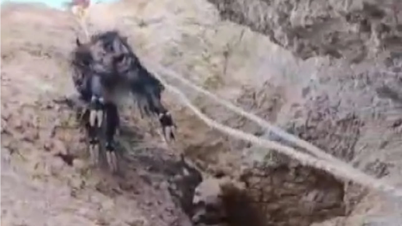 Kayalıklarda mahsur kalan keçiler kurtarıldı