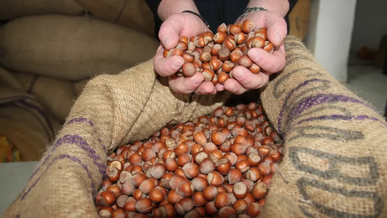 Fındık &uuml;reticisinin y&uuml;z&uuml; g&uuml;ld&uuml;! 255 TL'lik fiyat randımanla 280 TL'yi buluyor
