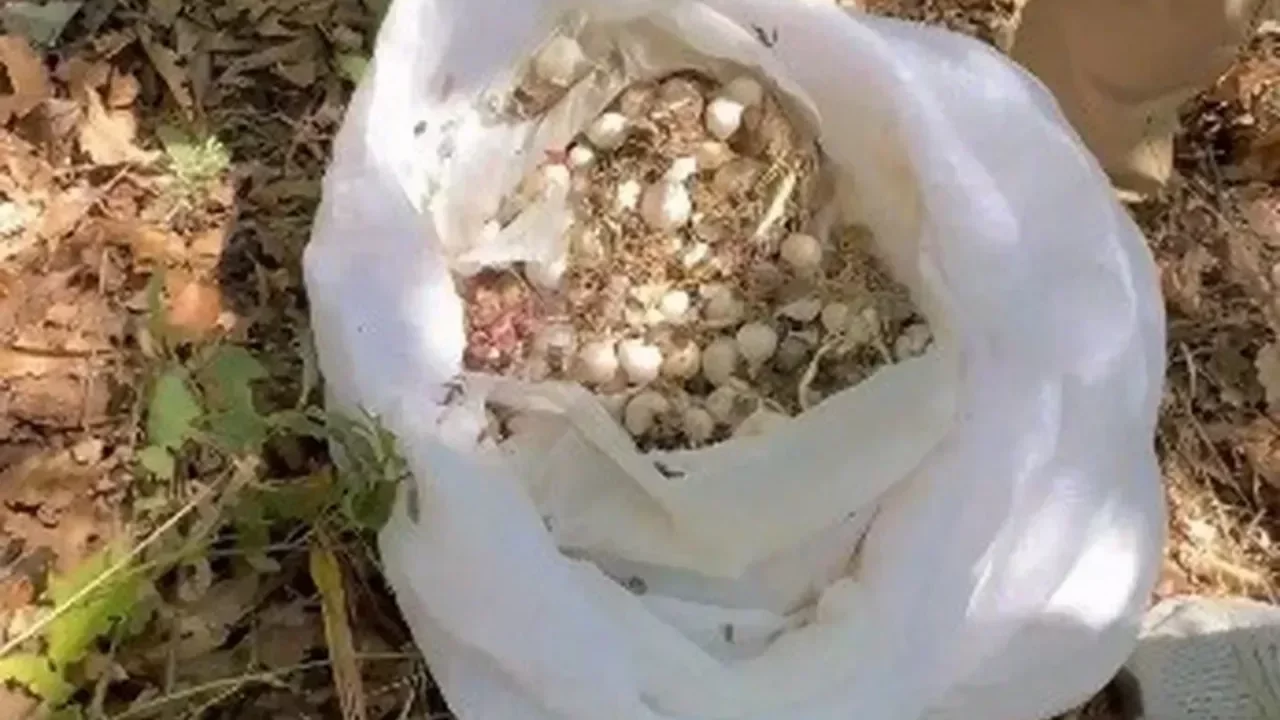 Dağdaki sarımsağı topladılar: 2 milyon ceza aldılar