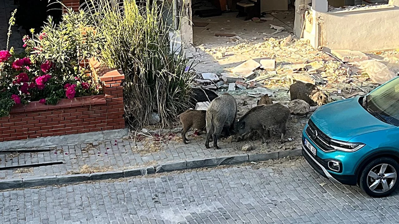 Domuz s&uuml;r&uuml;s&uuml; mahalleye indi, kafalarına g&ouml;re dolaştılar...