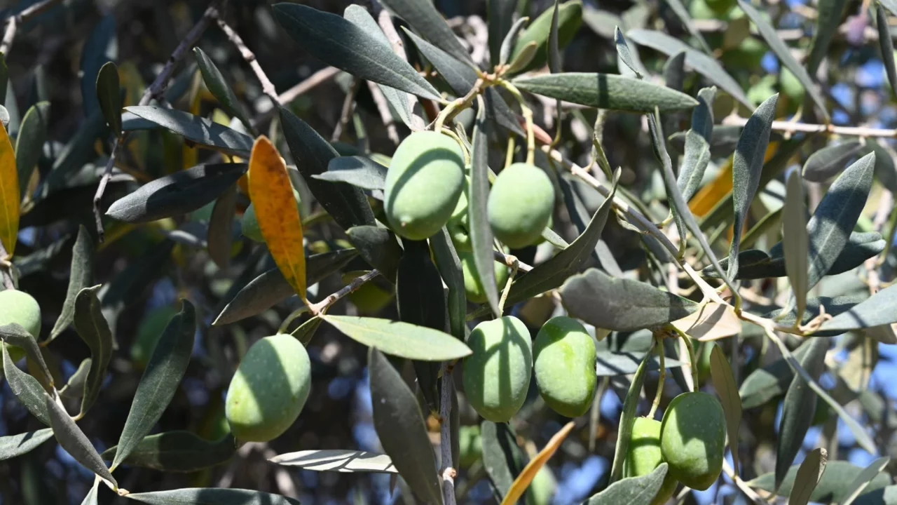 Gemlik'te zeytin ağacı 1500 yıldır meyve veriyor