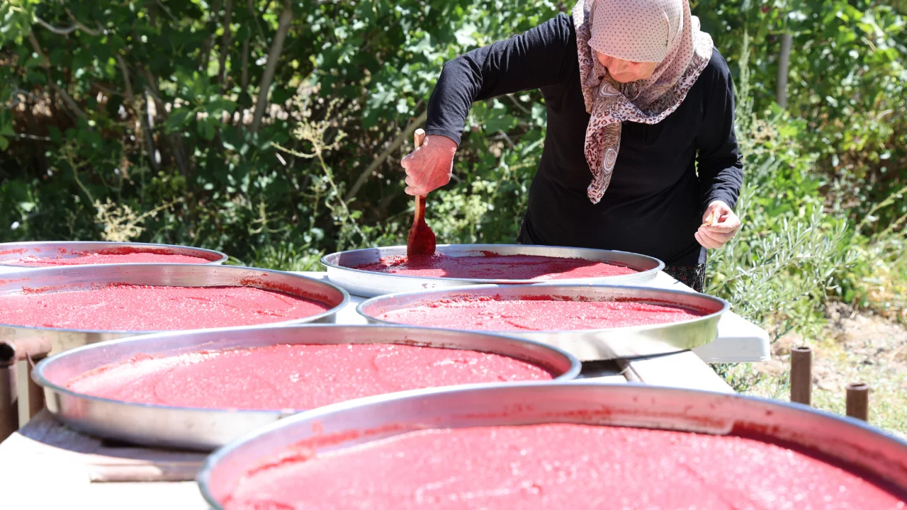 Yazlıkçıların kış hazırlığı: Domates salçası tepsilerde güneşte olgunlaşıyor