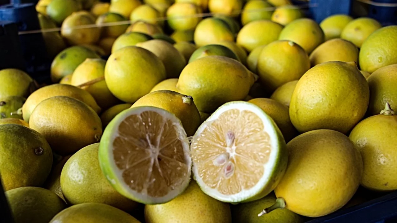 Limon hasadı başladı: Dalında 5 TL olan limon markette 100 TL