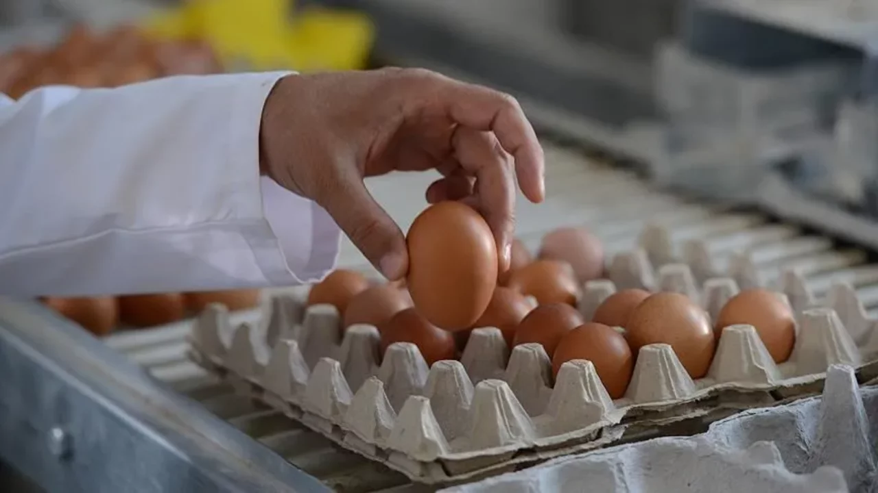 Tavuk eti ve yumurta &uuml;retiminde dikkat &ccedil;eken artış! T&Uuml;İK verileri a&ccedil;ıkladı