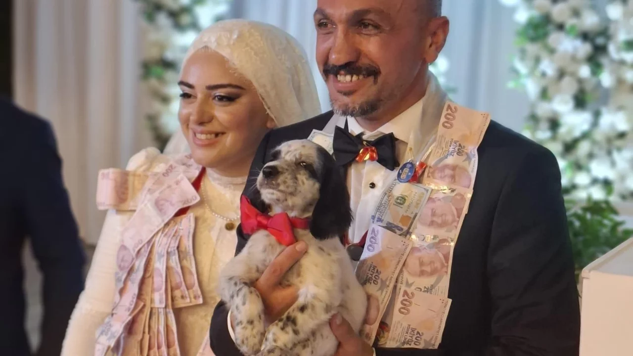 Düğünde altın yerine köpek taktı