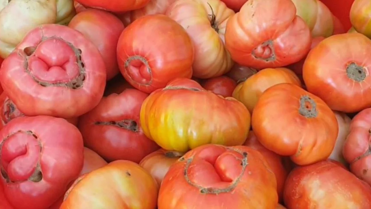 Ata tohumunu toprağa ektiler, ortaya devleri &ccedil;ıktı! Bir tanesi 1 kilo 200 gram