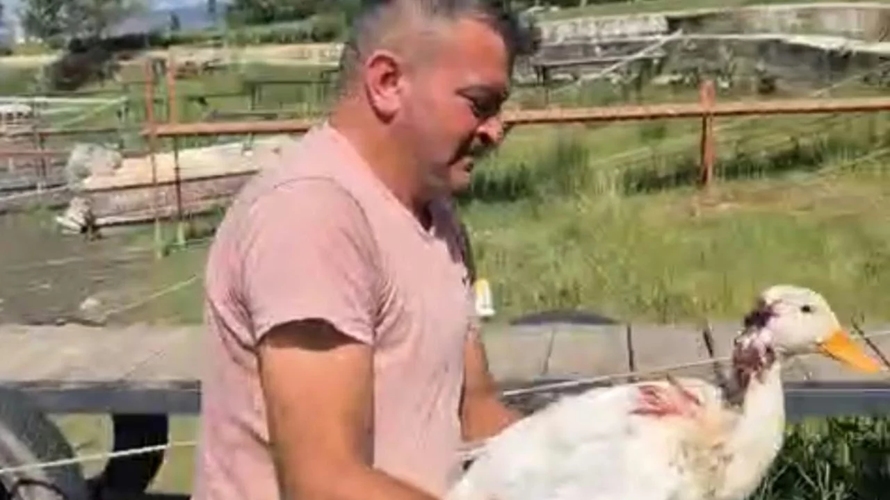 İznik Gölü'nde ördekler tehlikede! Su samurları saldırıyor iddiası...