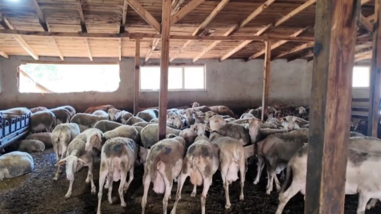 Ahırda başlayan hayalini &ccedil;ocuklarına miras bırakmak istiyor