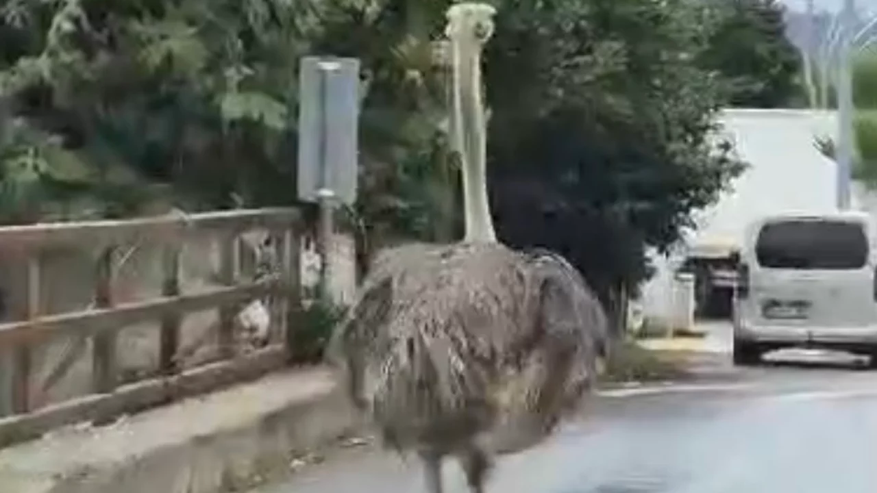 Deve kuşu evden ka&ccedil;tı! İşte ka&ccedil;tığı g&ouml;r&uuml;nt&uuml;ler