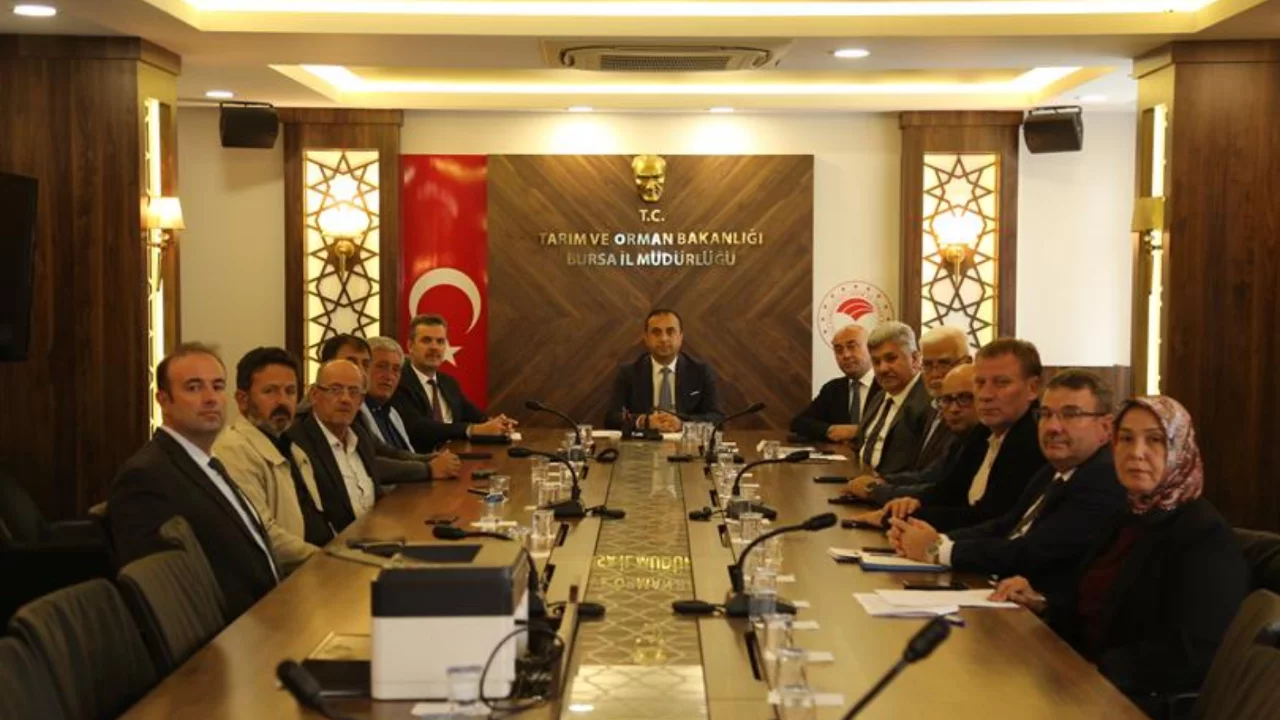 Bursa'da zeytinde yüksek rekolte masaya yatırıldı!