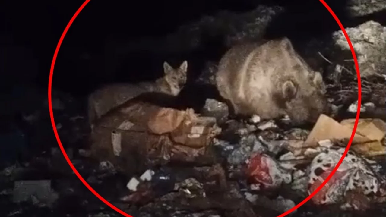 Bingöl'de ayı ve kurtlar, çöpten yiyecek ararken görüntülendi