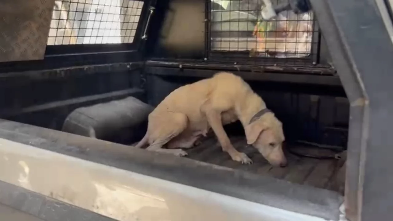 Bursa'da o binadan kurtarıldı! Hayata tutunan k&ouml;peğe kendisini kurtaran avukatın adı verildi