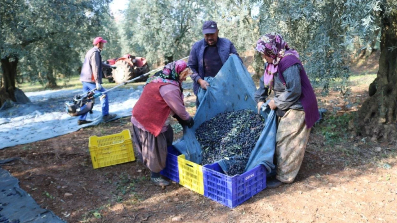 Zeytinde g&ouml;zler yeni sezon rekoltesinde! Bursa'da y&uuml;ksek &uuml;retim beklentisi...
