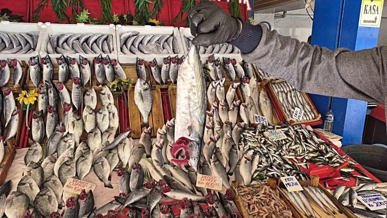 Palamut bolluğu yaşanıyor, vatandaş hamsi yerine palamudu tercih ediyor