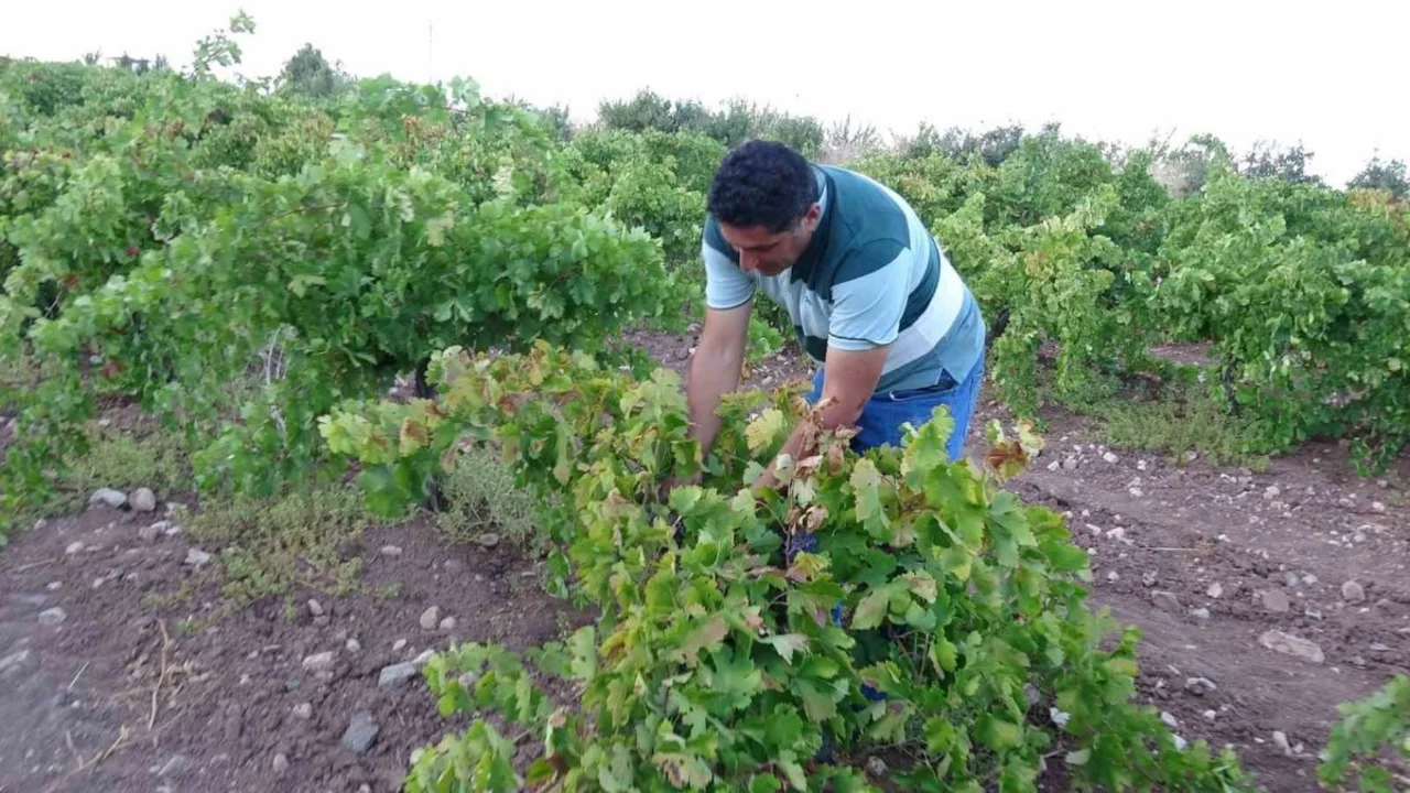 Malatya Hekimhan'da üzüm hasadı üreticiyi sevindirdi, kurutmalık 600 TL'den satıldı