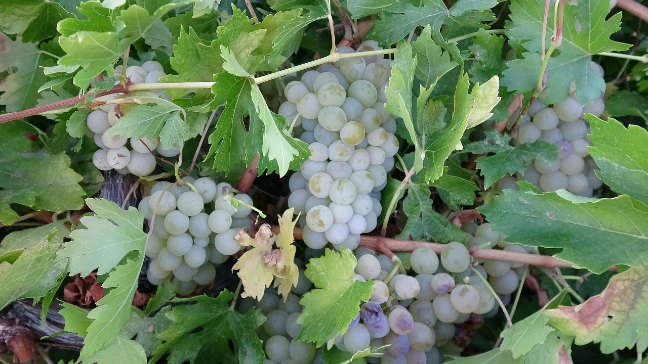 Üzüm üreticisinin yüzü güldü