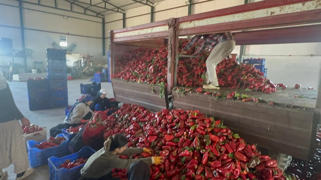Bursa'da tarladan &ccedil;ıkan biberin fiyatı şaşırttı!