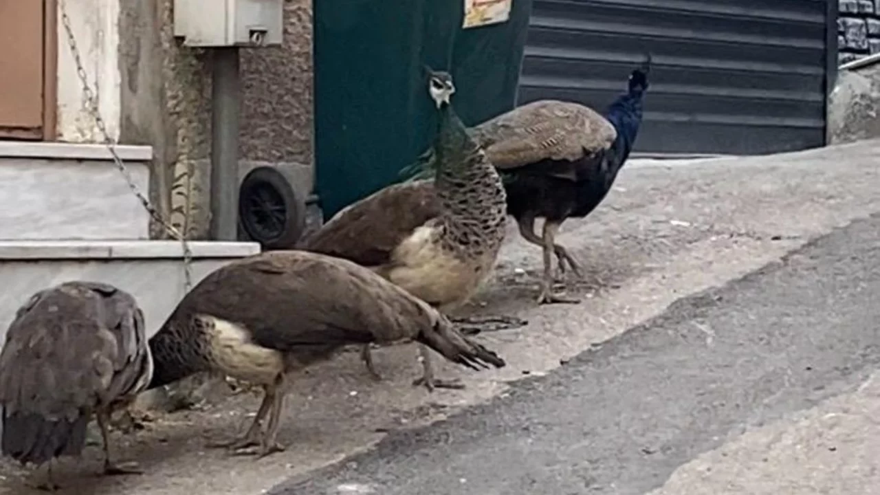 Bursa'da sokakta tavus kuşu şaşkınlığı! D&ouml;rt kuş bir anda ortaya &ccedil;ıktı