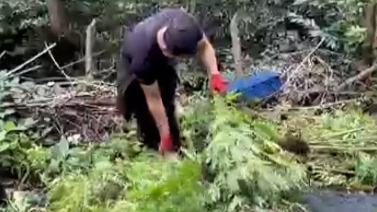 Tarlada ekili 756 k&ouml;k kenevir ele ge&ccedil;irdi