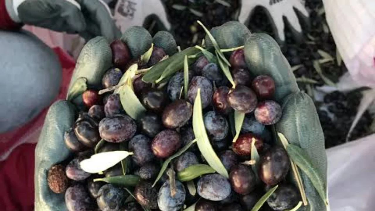 Zeytin üretiminde yüksek beklenti, üretici için çözüm değil! 