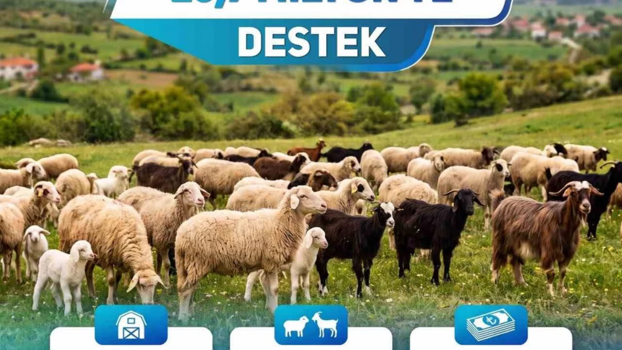 Denizli'de 1100 işletmeye kuzu ve oğlak desteği i&ccedil;in 25 milyon 716 bin 570 TL &ouml;dendi
