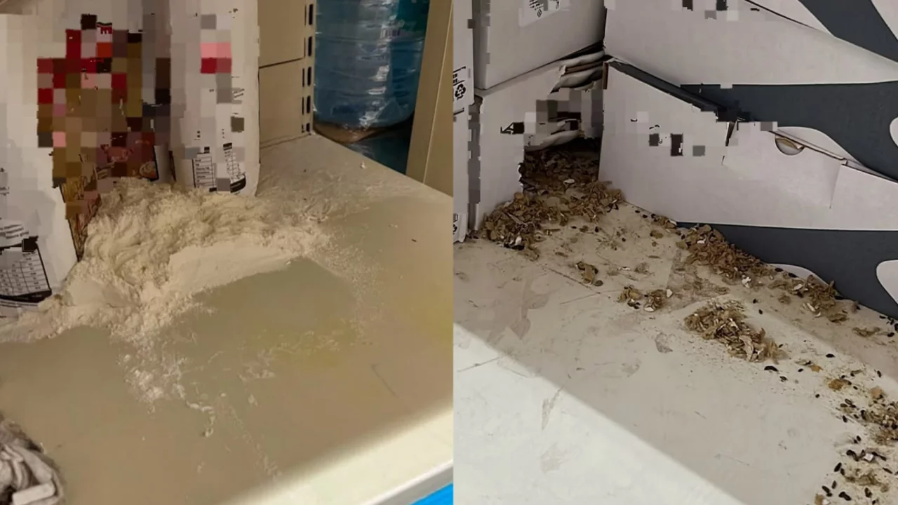 Bursa'daki &uuml;nl&uuml; zincir markette fare skandalı! Her şeyi kemirmişler...