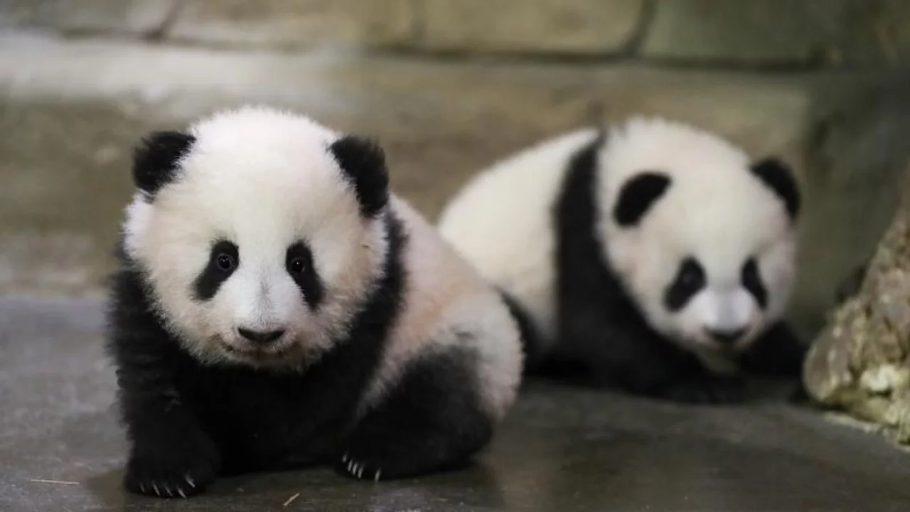 Panda diplomasisi geri döndü: Birkaç gün içinde ulaşacaklar