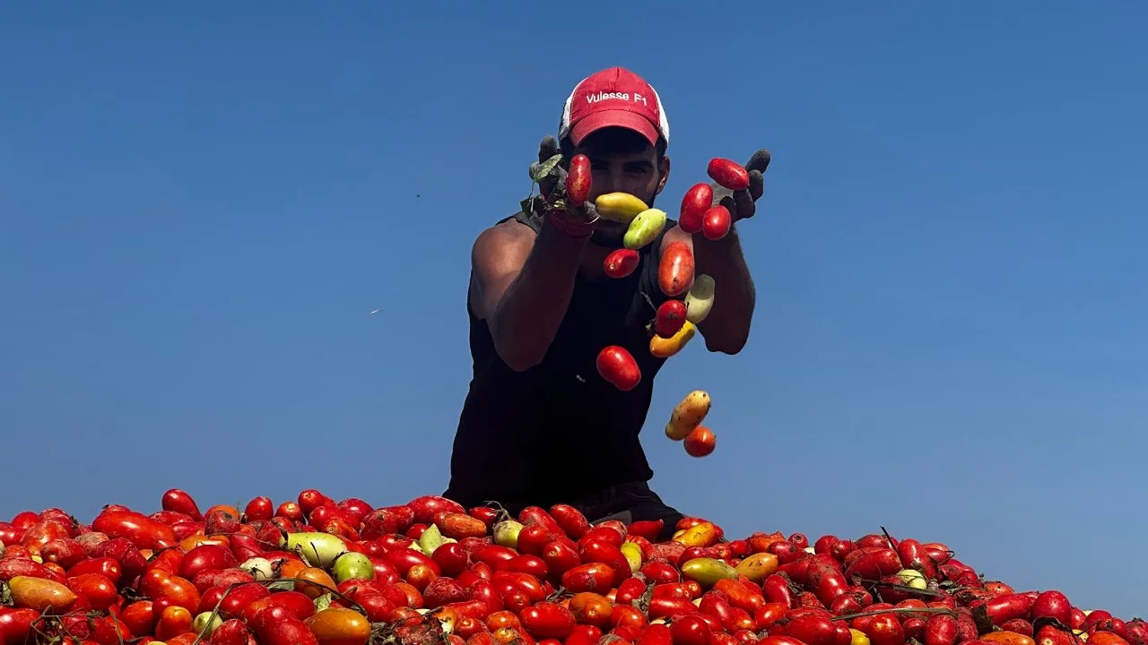 Bursa'da sulama suyuna karıştı! 7 ton kayba yol a&ccedil;tı...