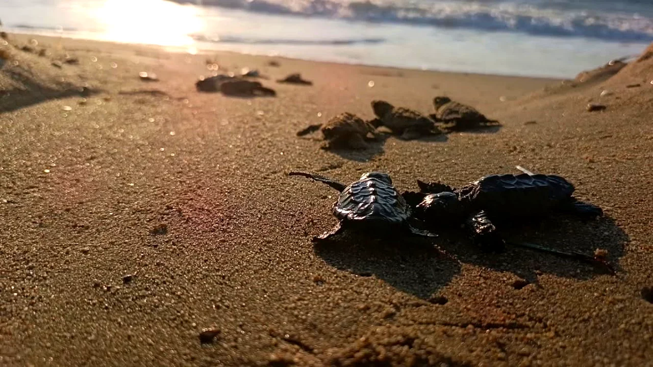 Sürpriz yuvadan 67 caretta caretta yavrusu çıktı