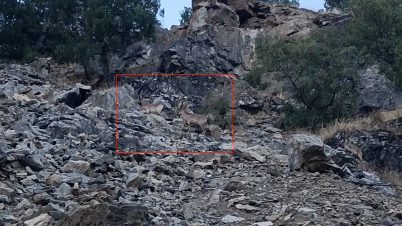 Nesli koruma altında bulunan dağ keçileri görüntülendi