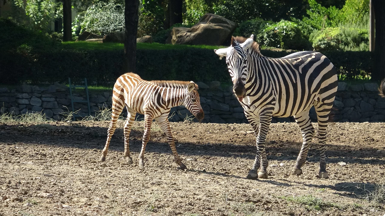 Bursa'da doğan zebra ilgi odağı oldu!