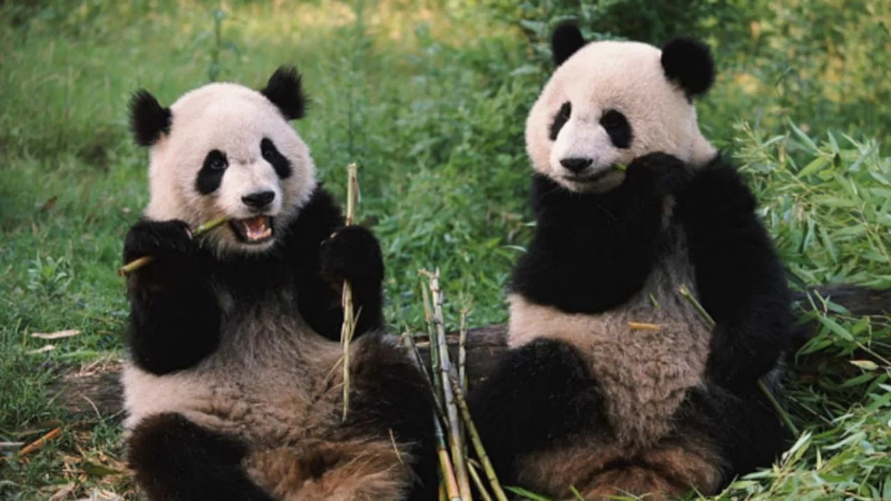 &Ccedil;in'den ABD'ye 'dostluk' hediyesi: İki panda yola &ccedil;ıktı
