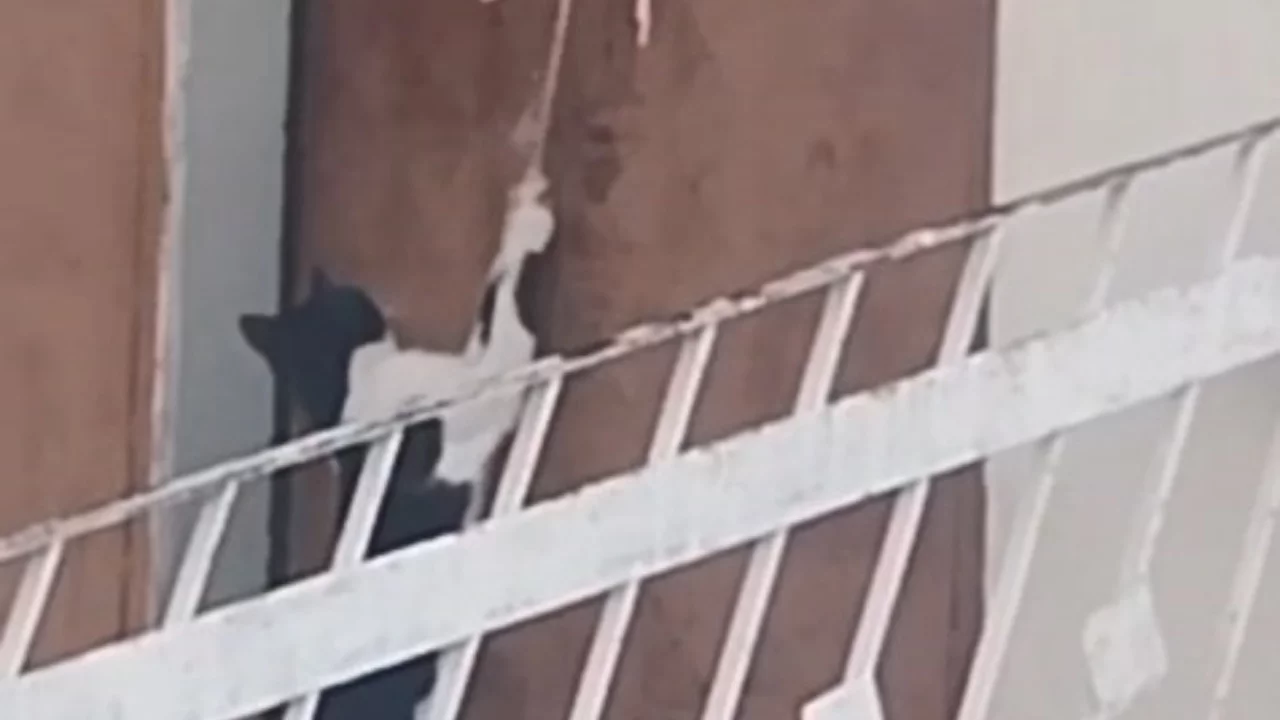 Bir kedi, evin kapısını açarak içeri girdi
