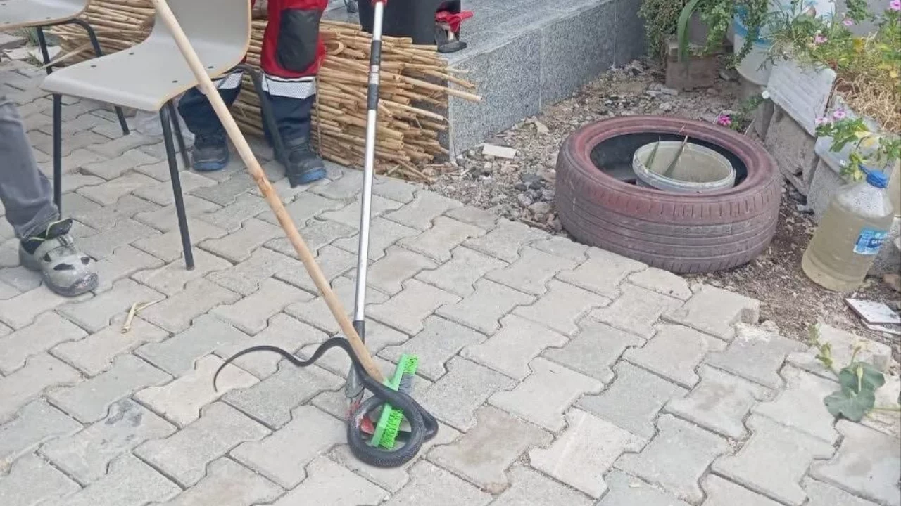 Yerleşim yerlerinde g&ouml;r&uuml;len yılanlar yakalandı