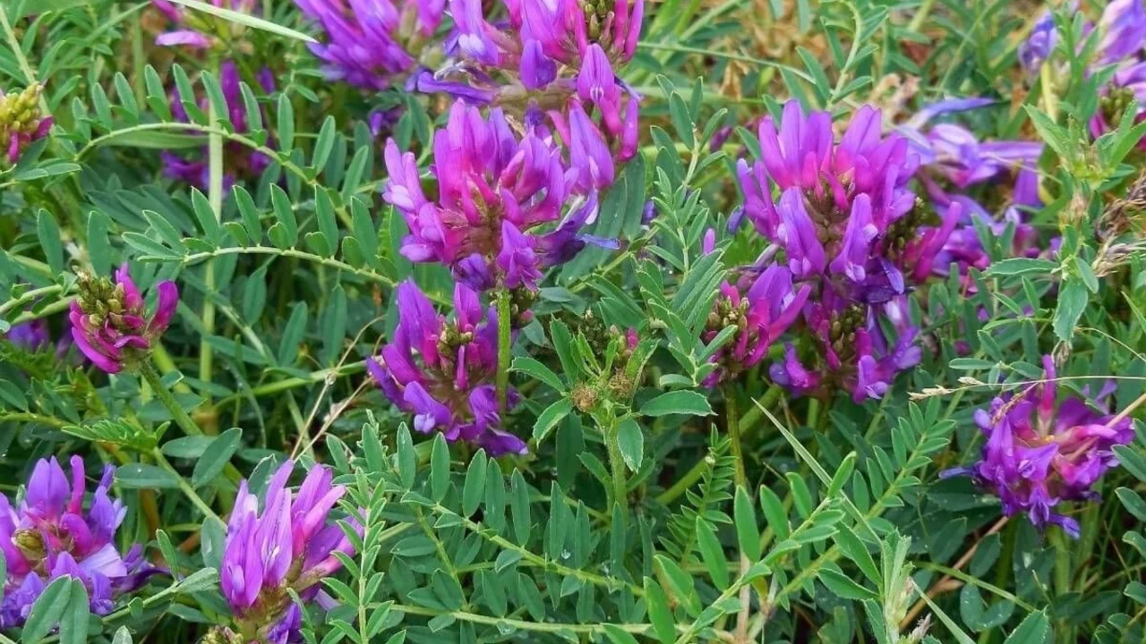 Astragalus (geven) nedir, ne işe yarar? Nasıl t&uuml;ketilir, &ccedil;ayı nasıl yapılır?